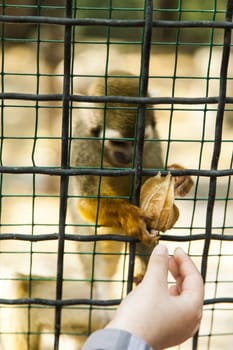 Monkeys in a cage wait when feed them