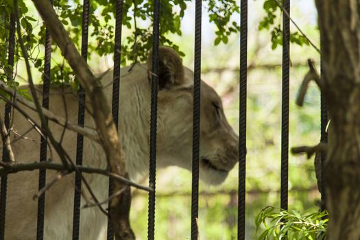 The wild cat in a cage waits for the careless victim