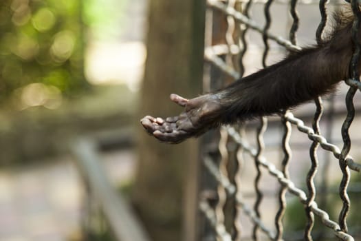 Monkeys in a cage wait when feed them