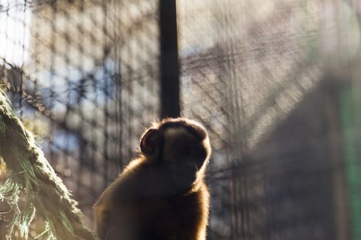 Monkeys in a cage wait when feed them