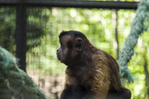 Monkeys in a cage wait when feed them