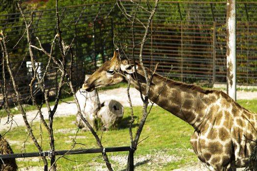 The giraffe in a zoo rejoices to new visitors