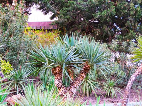 Palm trees grow in park on pleasure to people at the southern sea                               