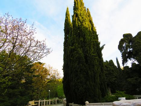 Palm trees grow in park on pleasure to people at the southern sea                               