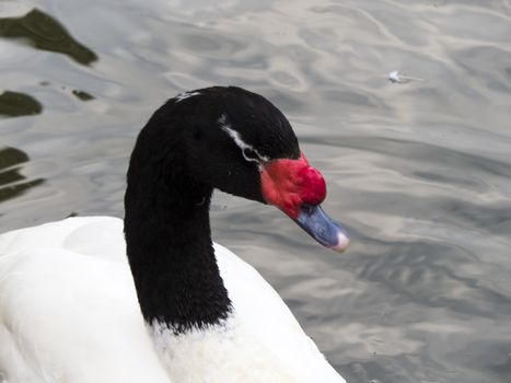 Swans in a pond float and look for a forage