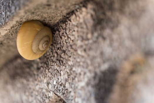A macro shot of a snail sitting under the edge of a stone wall.