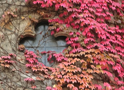 Church window with red ivy around digital painting.