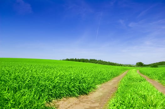 Green field with road and blue sky. Picture of green field and sky in summer.