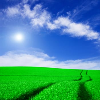 Green field and blue sky conceptual image. Picture of green field and sky in summer.