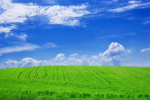 Green field and blue sky conceptual image. Picture of green field and sky in summer.