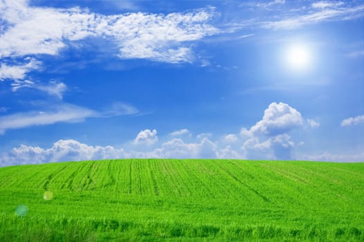 Green field and blue sky conceptual image. Picture of green field and sky in summer.