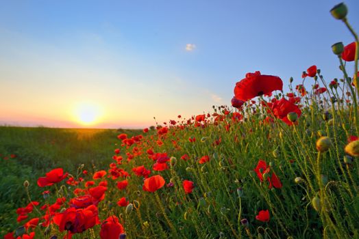 poppy field in spring time