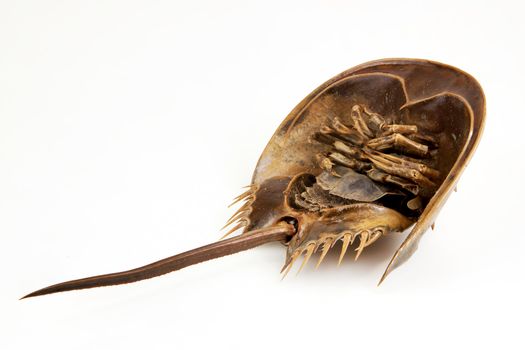 a large marine arthropod with a domed horseshoe-shaped shell, a long tail-spine, and ten legs. on isolated Objects With Clipping Paths.