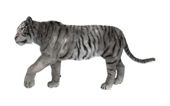 3D digital render of a white tiger walking isolated on white background