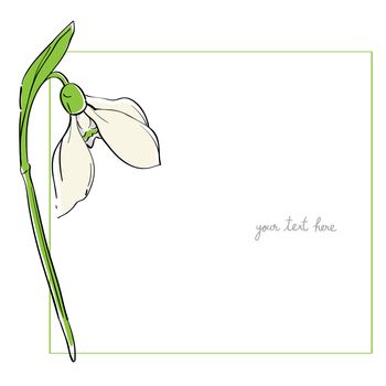 Snowdrop minimal card illustration, one element composition with simple frame over white