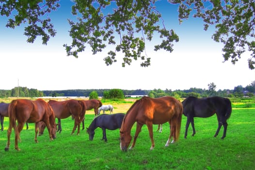 Horses. Herd of horses on green pasture.