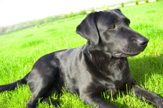 Black labrador conceptual image. Labrador lies on the green grass.