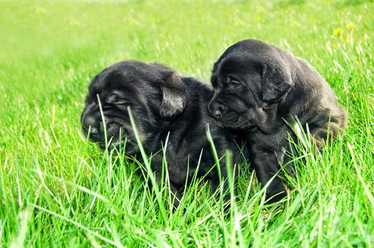 Animals. Cute puppies sitting in the green grass.