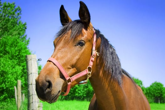 Brown horse. Portrait of brown horse.