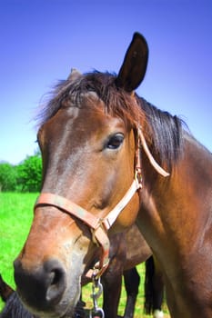 Brown horse. Portrait of brown horse.