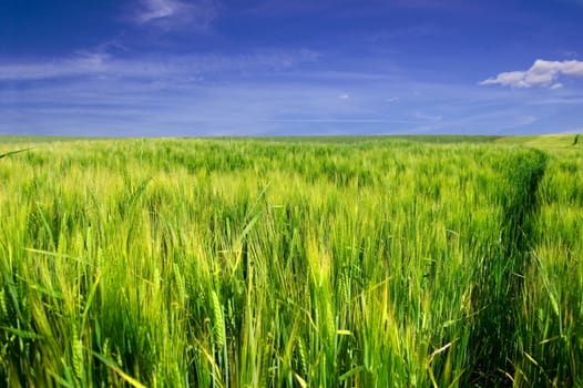 Green field and blue sky. Picture of green field and sky in summer.