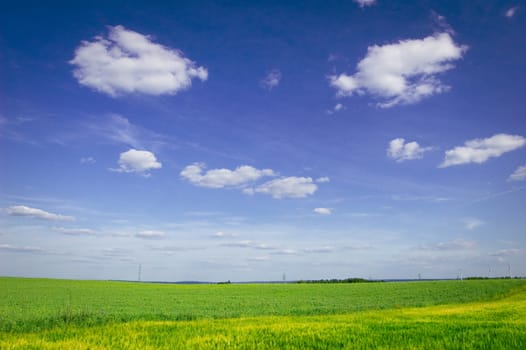 Green field and blue sky. Picture of green field and sky in summer.