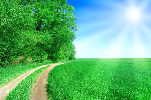 Summer landscape. Bright sun over green field at summer.