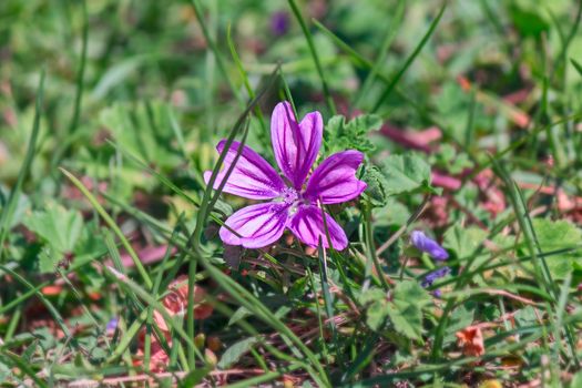 alone purple flower in green environment