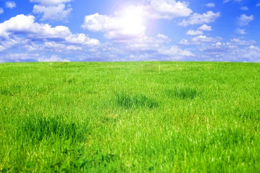 Grassy field conceptual image. Grassy field in summer.