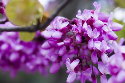 Spring flowers blossom on pleasure to people in the spring