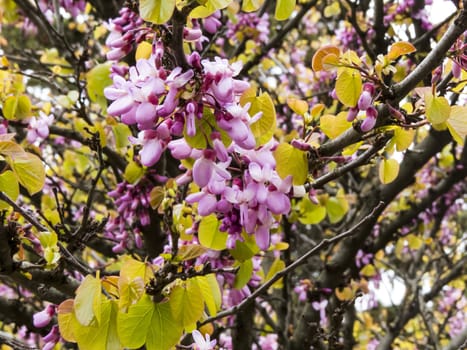 Spring flowers blossom on pleasure to people in the spring