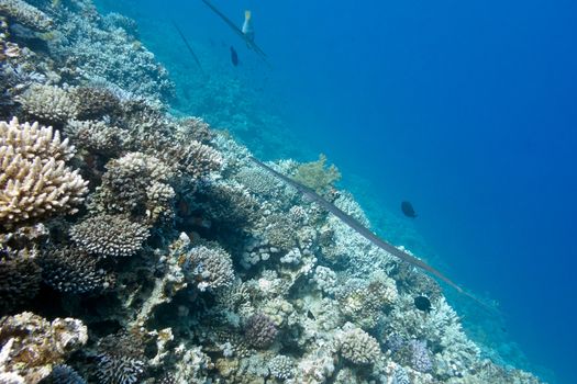 coral reef with hard corals and Cornetfish at the bottom of tropical sea, underwater