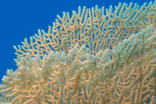 giant gorgonian in tropical sea, underwater