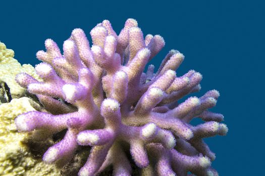 coral reef with pink finger coral at the bottom of tropical sea on a background of blue water