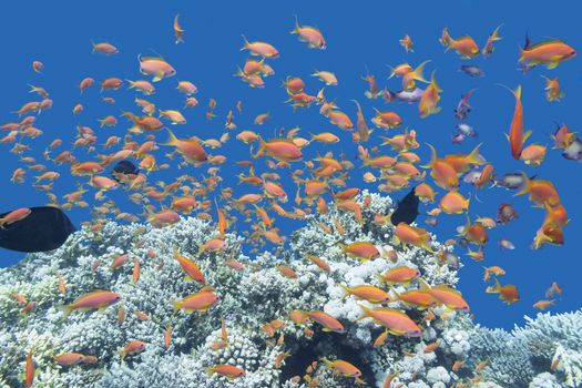 coral reef with shoal of exotic fishes Anthias at the bottom of tropical sea