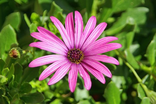 Pink flower over a green background