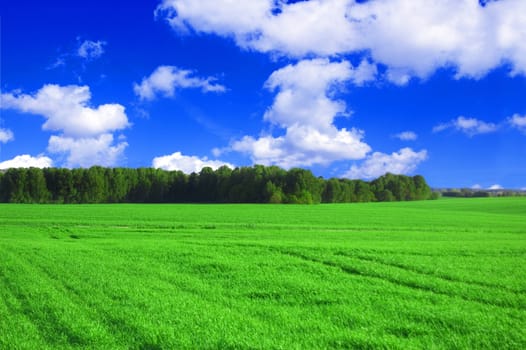 Field and forest conceptual image. Picture of green field and forest with blue sky in summer.