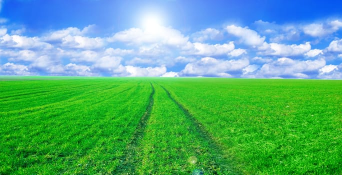 Green field and blue sky conceptual image. Panorama of green field and sky in summer.