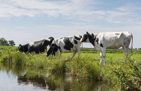 three cows drinking water in the small river in nature area in holland