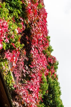 Old house wall completely overgrown with ivy with different colors.