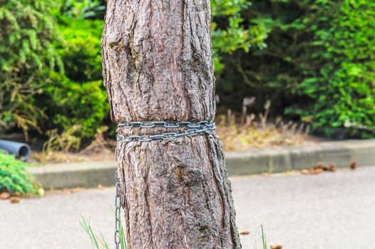 Injured Barkskin. Ingrown iron chain in a tree bark.