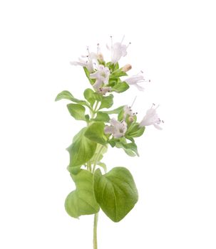 Isolated blooming branch of a oregano with flowers on the white background