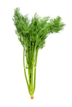bundle dill on white background