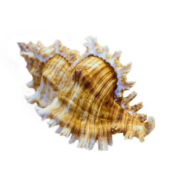 Shell of Murex Saulii or Chicoreus Saulii is a species of sea snail, a marine gastropod mollusk in the family Muricidae isolated on white background with clipping paths