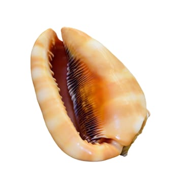 Shell of Cypraecassis Rufa or Bull Mouth Helmet is a species of sea snail, marine gastropod mollusk in the family Cassidae isolated on white background with clipping paths