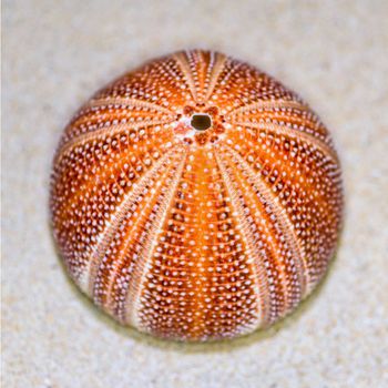 Colorful shell of Sea Urchin or Urchin is round and spiny with orange and red on sand