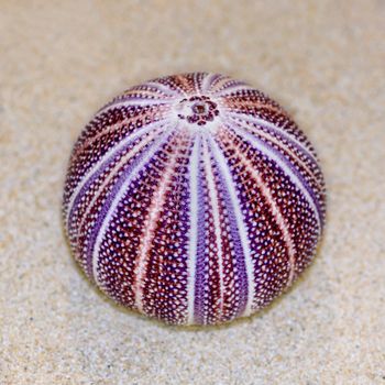 Colorful shell of Sea Urchin or Urchin is round and spiny with purple and red on sand