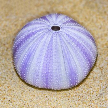 Colorful shell of Sea Urchin or Urchin is round and spiny with purple and white on sand