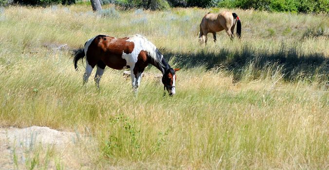 Horses grazing outdoors.