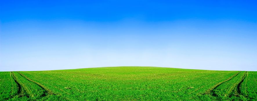 Green field and blue sky conceptual image. Panorama of green field and sky in summer.